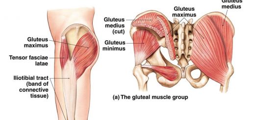 Gluteus region Muscles