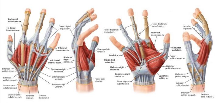 Hands muscles