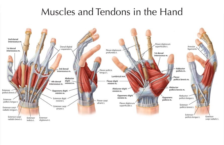 Hands structure, function, bones, nerves, muscles & anatomy | Science