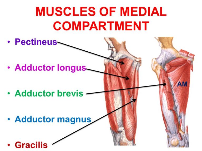 Medial compartment of thigh muscles Science online