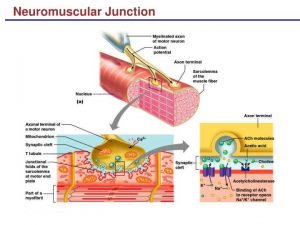 Neuro-Muscular Junction properties