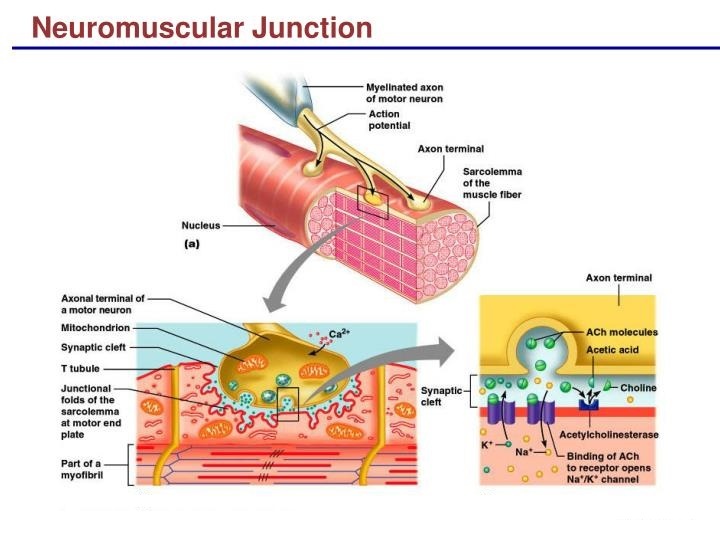 neuromuscular junction motor neuron