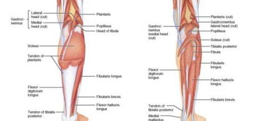 Thigh structure