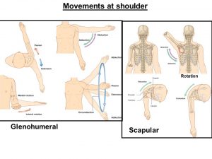 Movements of the shoulder joint