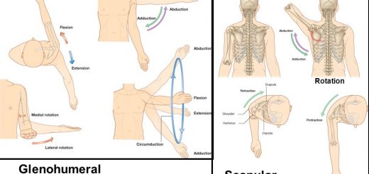 Movements of the shoulder joint