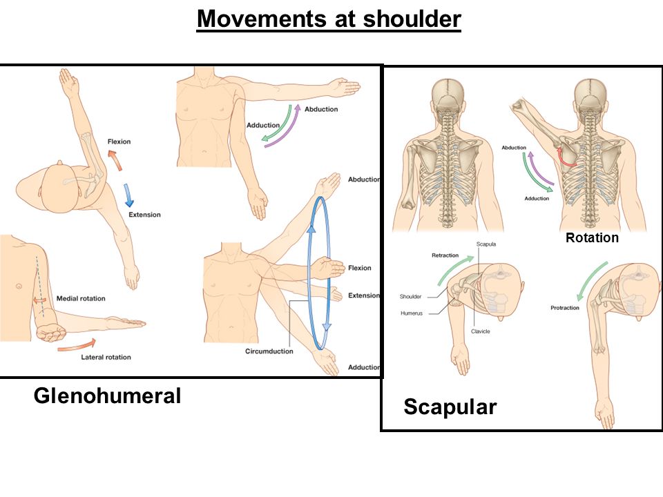 Types Of Joints Of Upper Limb Ligaments And Movements Of The Shoulder 