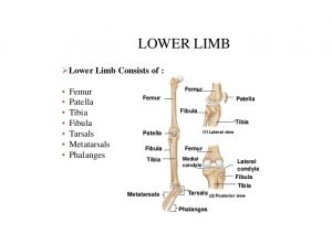 Lower limb bones, anatomy, structure, features & muscles | Science online