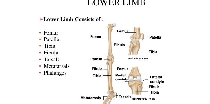 Lower limb
