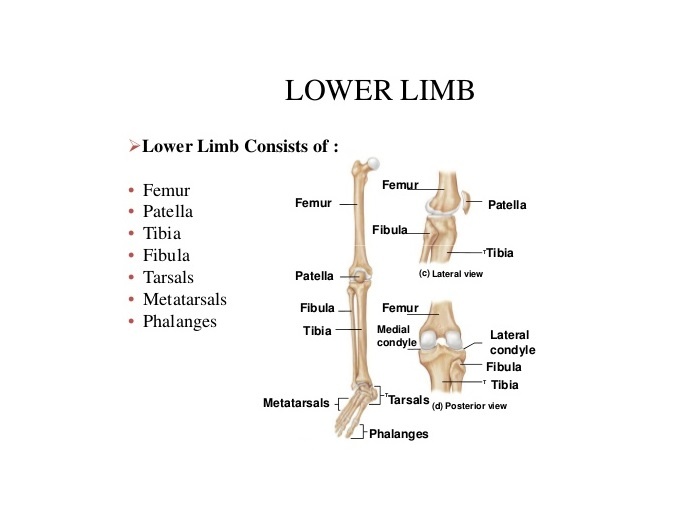 Lower limb bones, anatomy, structure, features & muscles | Science online