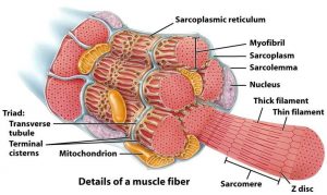 muscular tissue structure