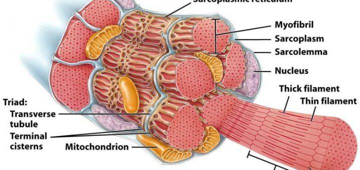 muscular tissue structure