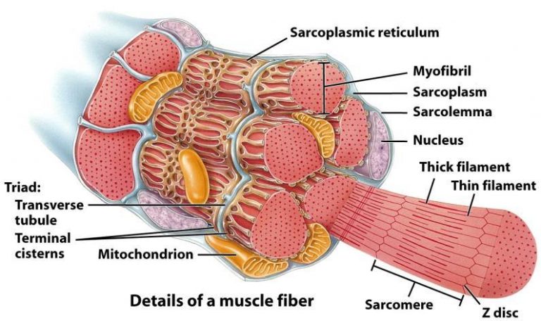 Muscular tissue types, function, structure, definition & anatomy