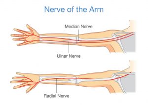 Nerves of arm 