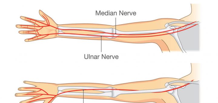 Nerves of arm