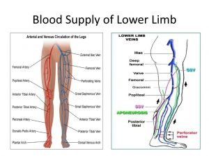Blood vessels of the lower limb 