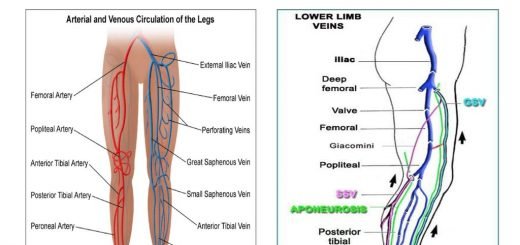 Blood vessels of the lower limb
