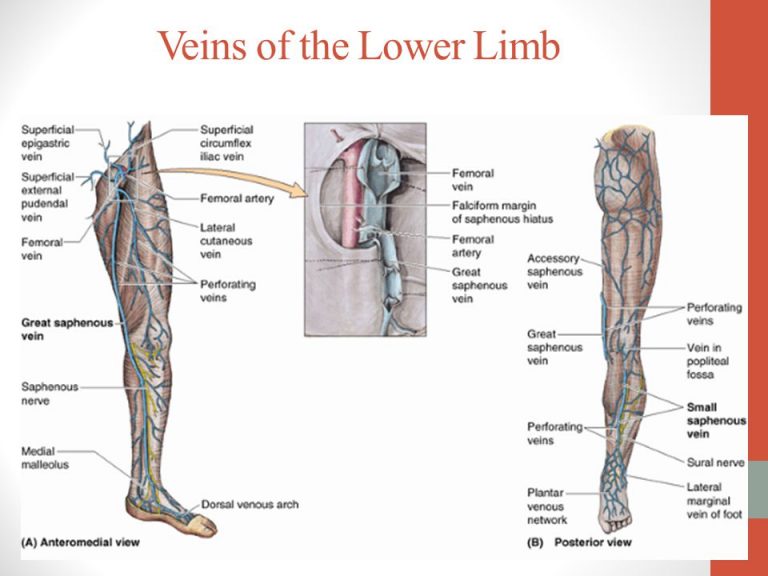 Arteries of leg and foot, Veins & Lymphatics of the lower limb