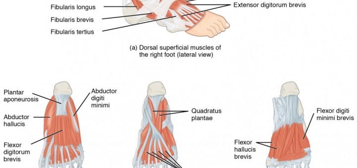 Deep fascia of the foot