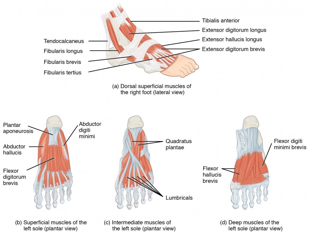 Deep fascia of the foot, Extensor expansion of toes, Dorsum & Sole of