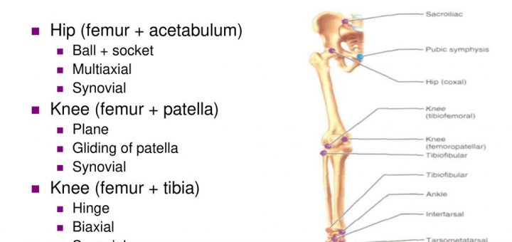 Joints of lower limb