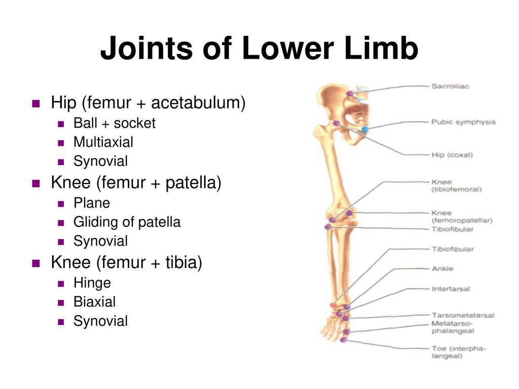 Joints Of Lower Limb Science Online