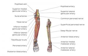 Nerves of the leg