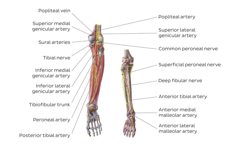 Leg nerves types, Injuries of nerves of the lower limb & Sciatica