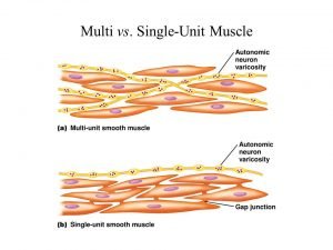 Single unit & Multi unit smooth muscle 
