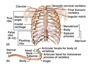 Thoracic cage