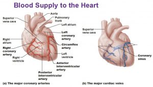 Arterial supply of the heart