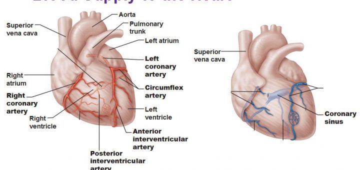 Arterial supply of the heart