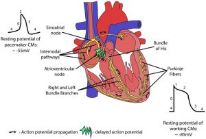 Cardiac automaticity