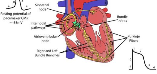Cardiac automaticity