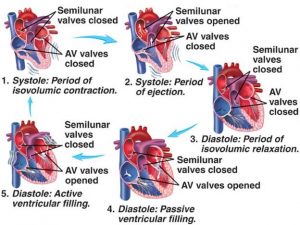 Cardiac cycle stages
