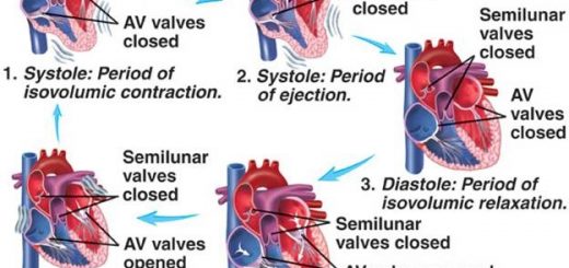 Cardiac cycle stages