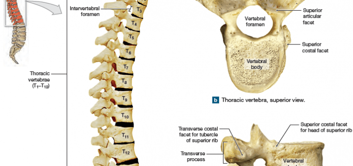 Thoracic vertebrae structure