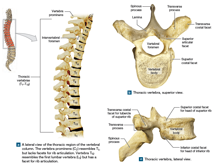 Thoracic vertebrae structure | Science online
