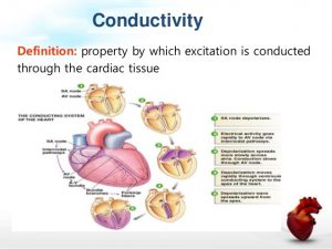 Conduction system of the heart steps