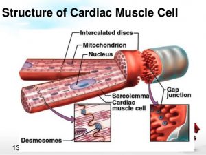 Features of cardiac muscle fibers 