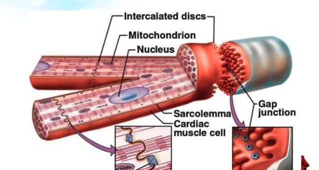 Features of cardiac muscle fibers