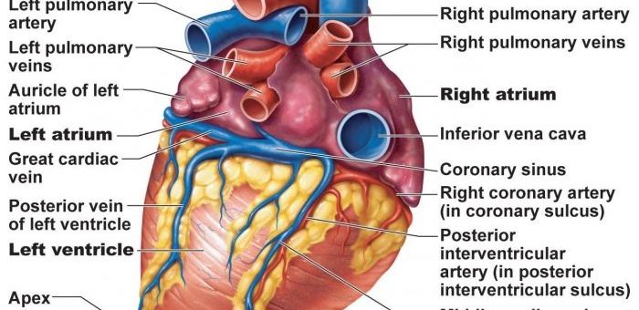 Heart structure