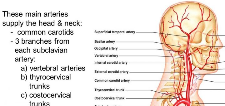 Arteries of head and neck