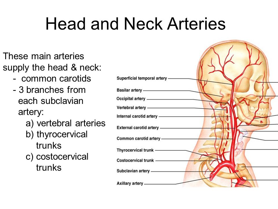 Anatomy of the circulatory system, Vascular system, Arteries of head