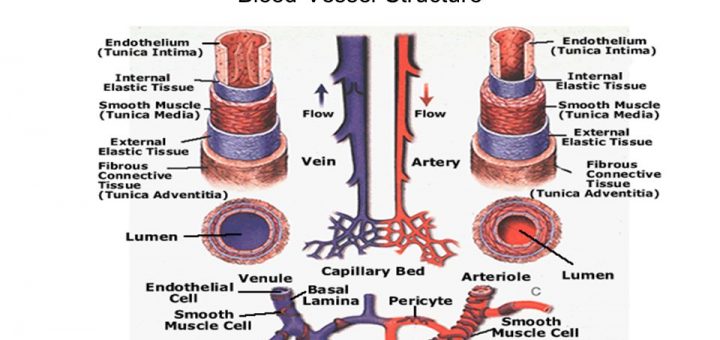 Blood vessels structure