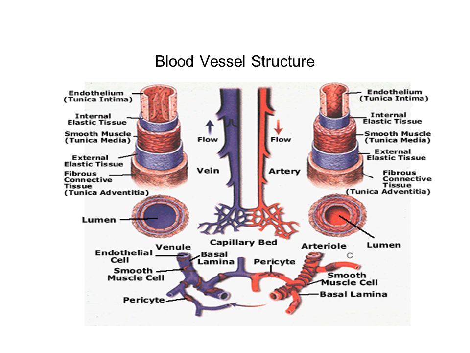 Blood Vessel Structure Diagram