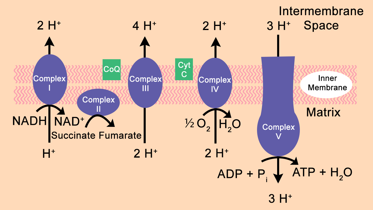Respiratory Chain Electron Transport Chain (ETC) components, control