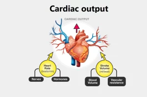 Factors affecting cardiac output