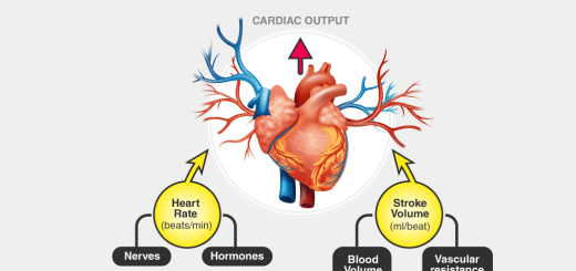 Factors affecting cardiac output
