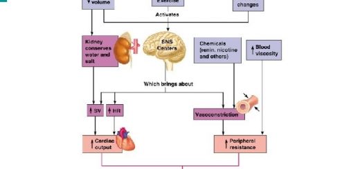 Factors determining the arterial blood pressure