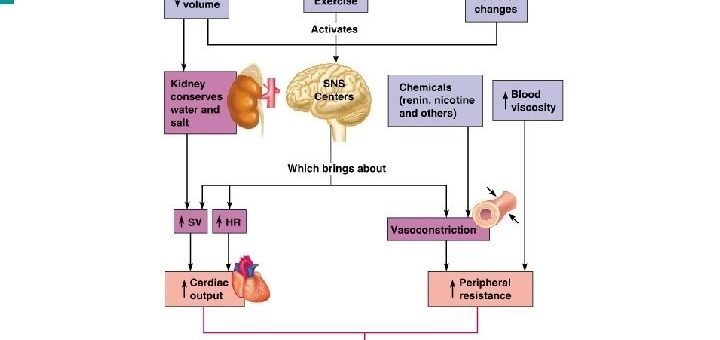 Factors determining the arterial blood pressure